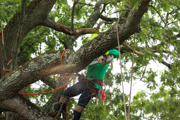 Trusted Sharon, PA Tree Services Experts