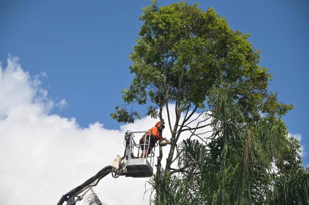 Best Seasonal Cleanup (Spring/Fall)  in Sharon, PA