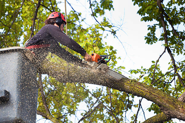 How Our Tree Care Process Works  in  Sharon, PA